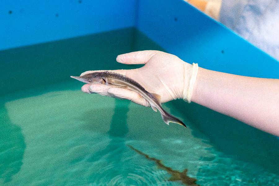 Грант РНФ по молекулярной аквакультуре: выживаемость рыбы выросла на 25%