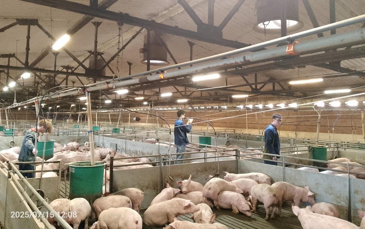 Студенты ДГТУ разработали систему раннего выявления болезней у животных